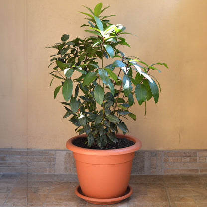 Bay Laurel plant in a terracotta pot with glossy green leaves outdoors on Tampa Home & Garden Store