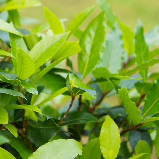 Bay Laurel plant with vibrant green leaves suitable for indoor or outdoor use on Tampa Home & Garden Store