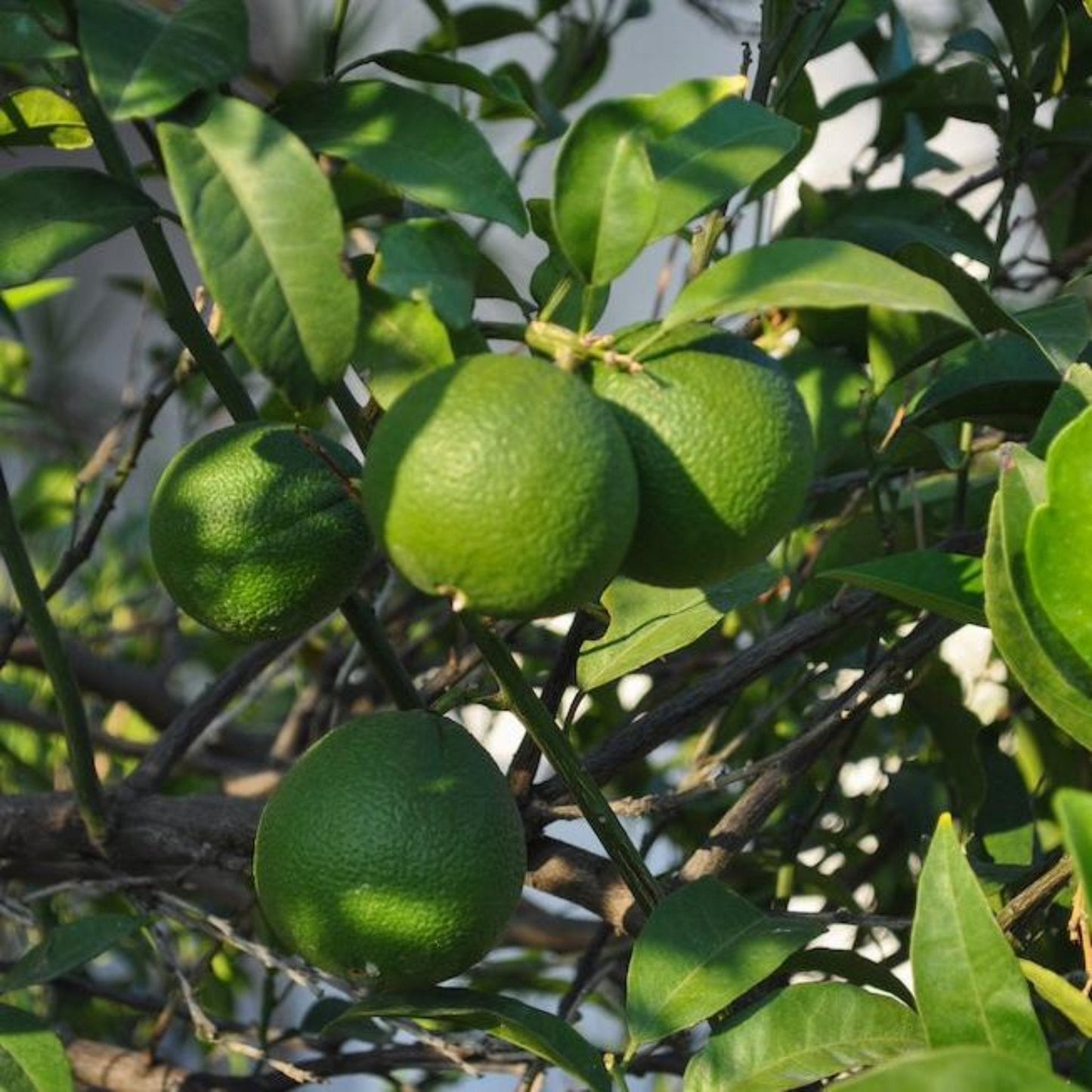 Persian Bearss lime tree with green fruit and glossy leaves on Tampa Home & Garden Store