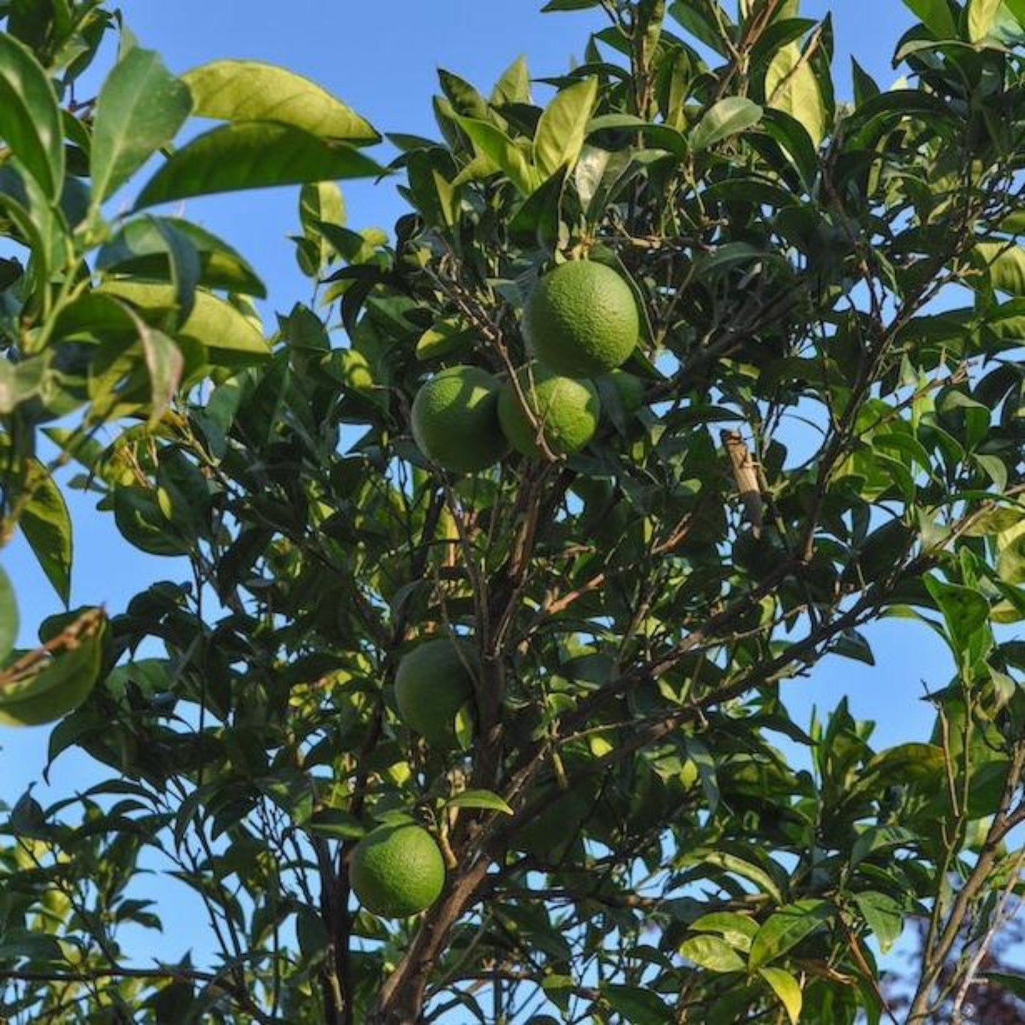 Persian Bearss lime tree by Live Good Logistics with green fruit and glossy leaves on Tampa Home & Garden Store