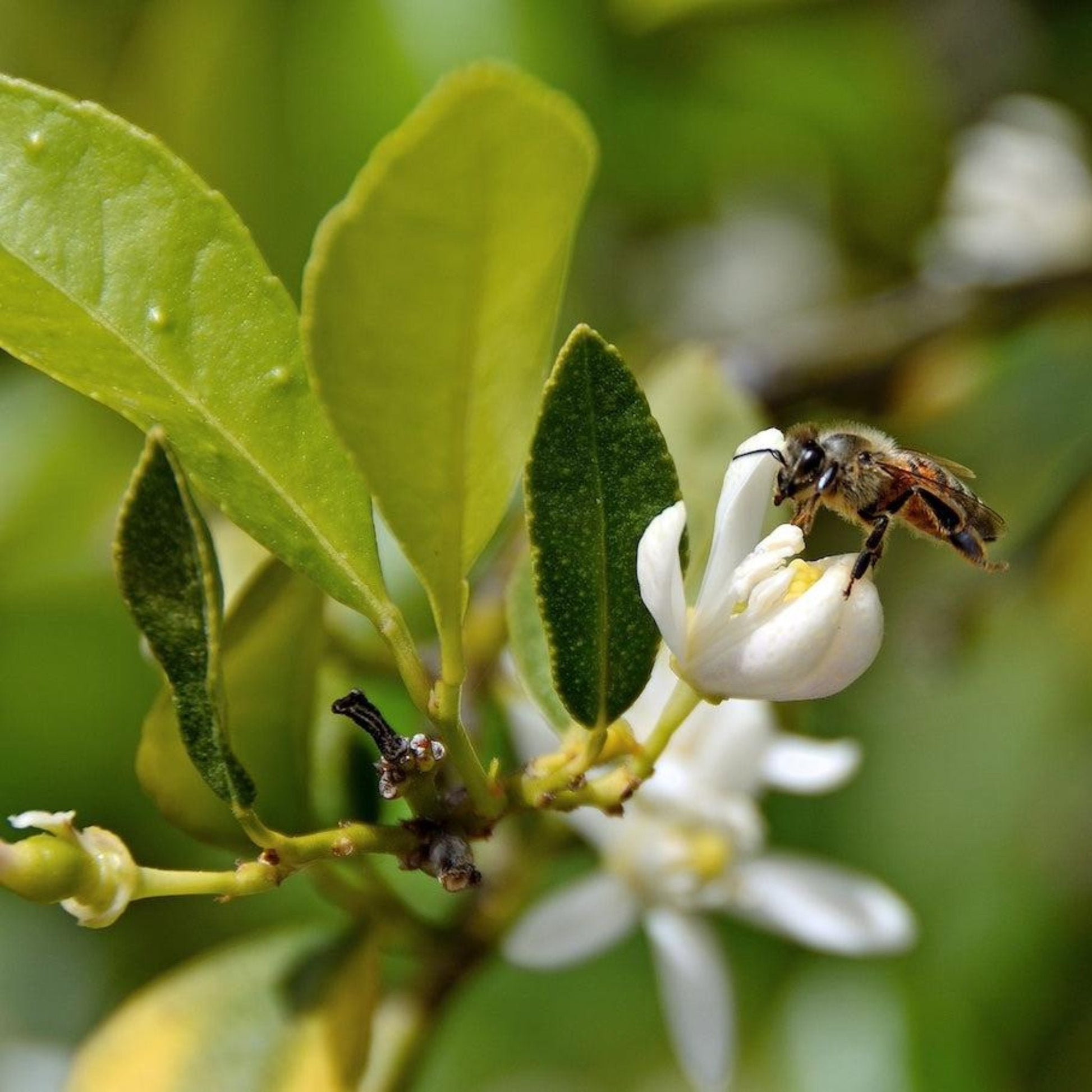 Persian Bearss lime tree plant with green leaves and white blossoms, bee on bloom on Tampa Home & Garden Store