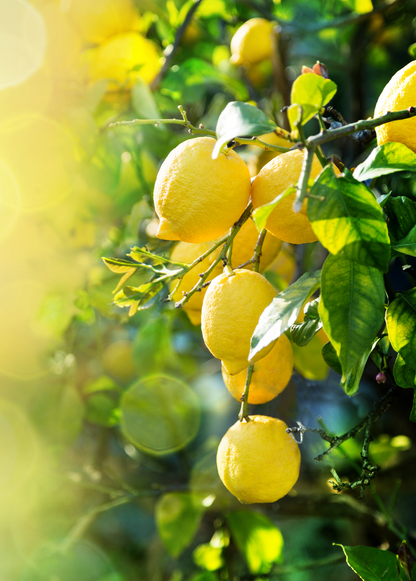 Limonero Bearss (Citrus x Latifolia)