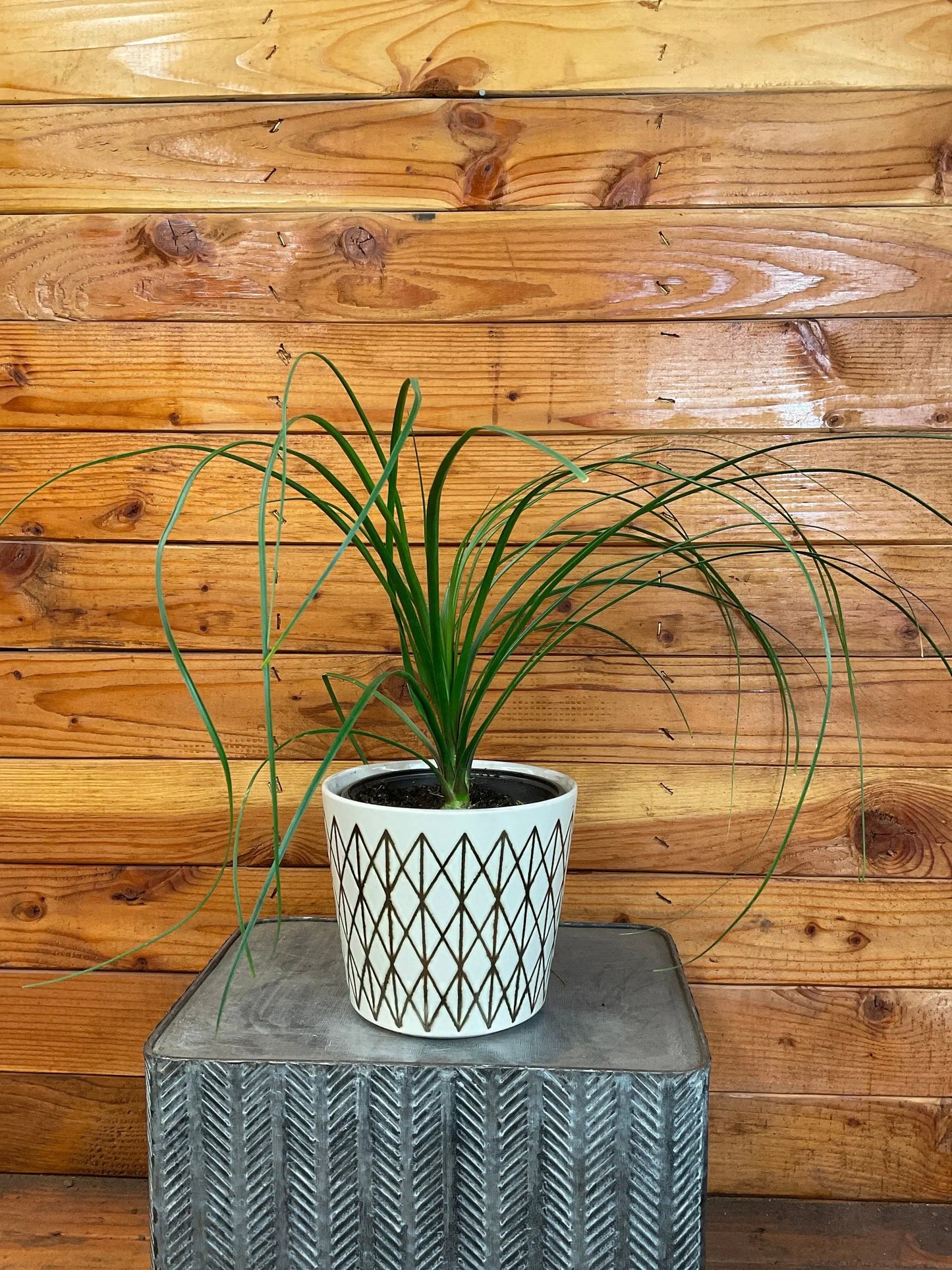Beaucarnea Recurvata, 6" Plant - Tampa Home & Garden Store