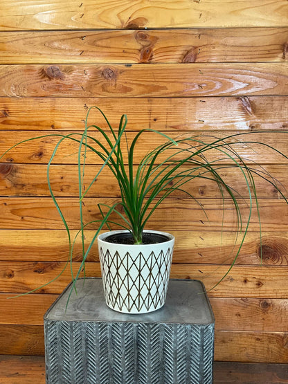 Beaucarnea Recurvata, 6" Plant - Tampa Home & Garden Store