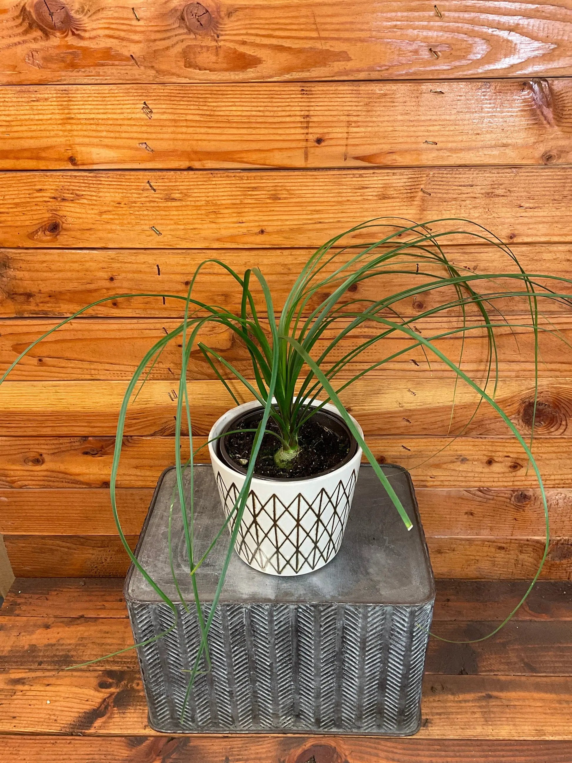 Beaucarnea Recurvata, 6" Plant - Tampa Home & Garden Store