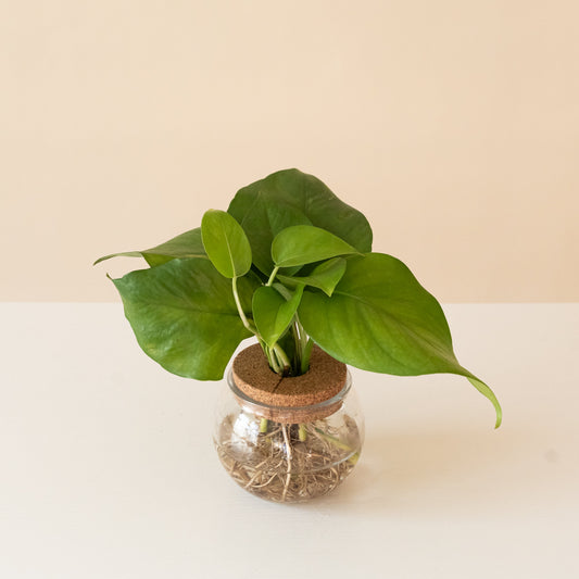 Beautifall® Jade - Tampa Home & Garden Store