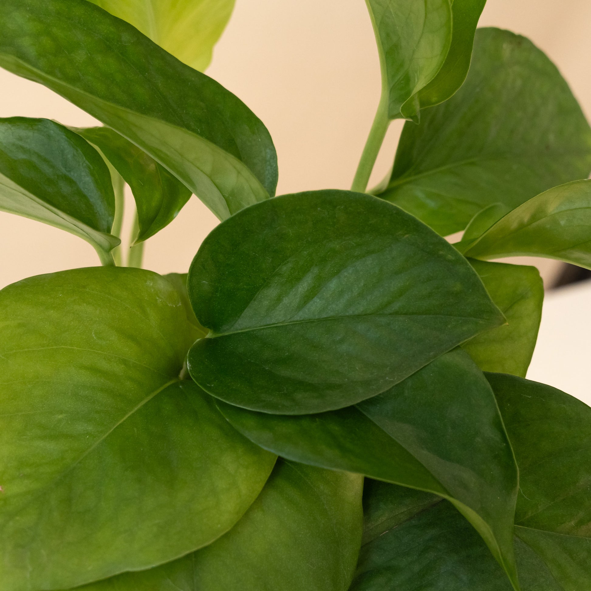 Beautifall® Jade - Tampa Home & Garden Store