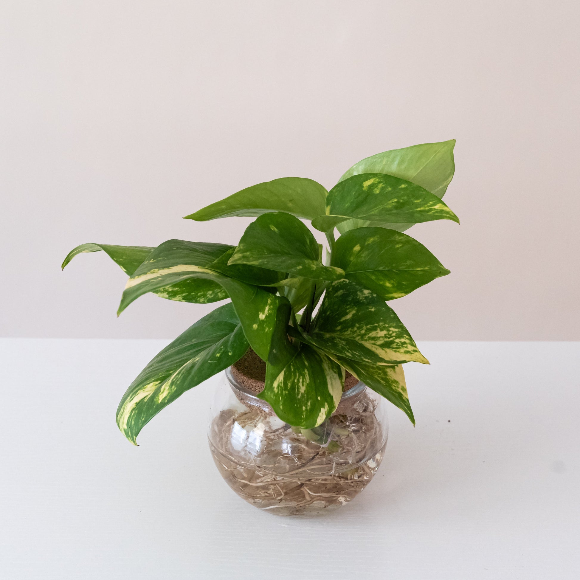 Beautifall® Summer Nights™ - Tampa Home & Garden Store