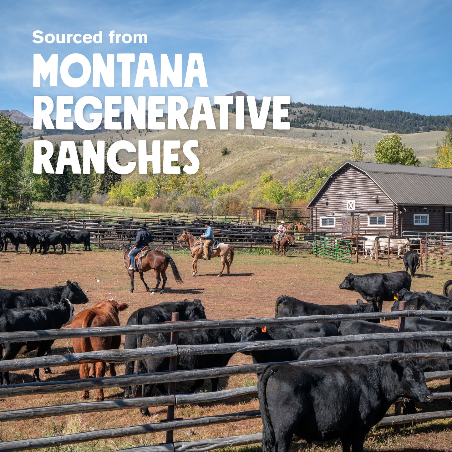 Air Dried Beef Sticks From Regenerative Ranches