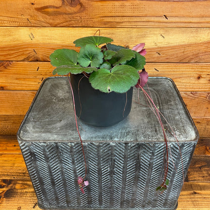 Begonia Strawberry Dark Form, 4" Plant - Tampa Home & Garden Store