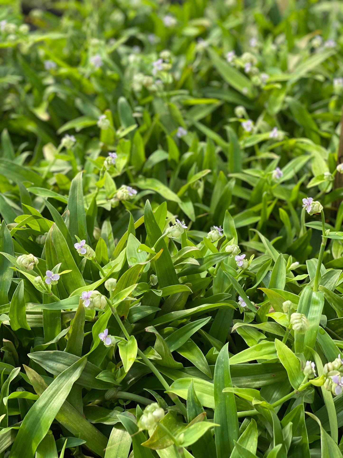 Beijing Grass (Murdannia loriformis) - Tampa Home & Garden Store