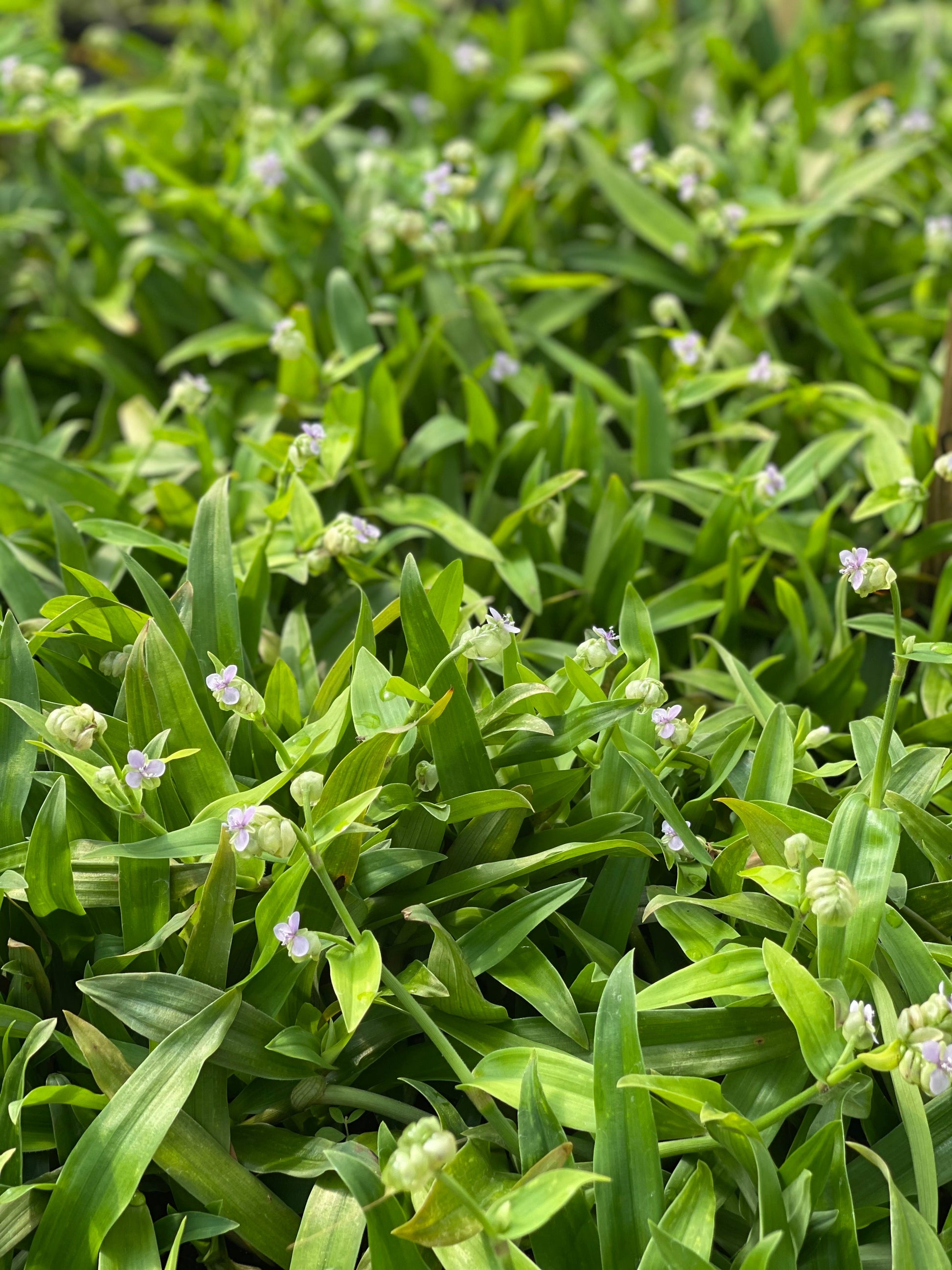 Beijing Grass (Murdannia loriformis) - Tampa Home & Garden Store