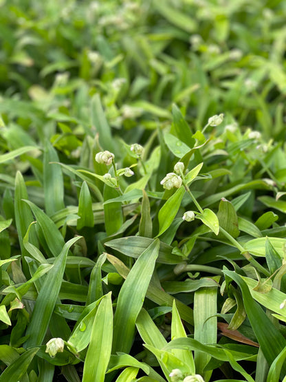 Beijing Grass (Murdannia loriformis) - Tampa Home & Garden Store
