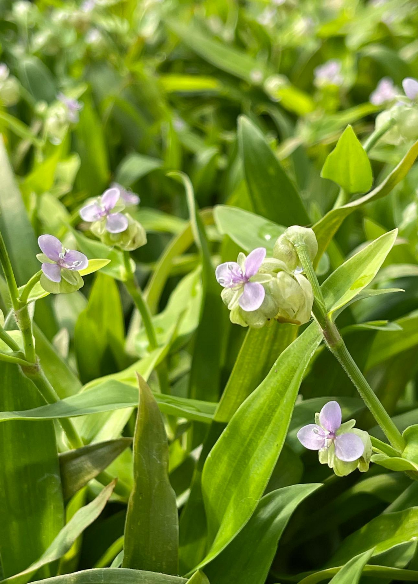 Beijing Grass (Murdannia loriformis) - Tampa Home & Garden Store