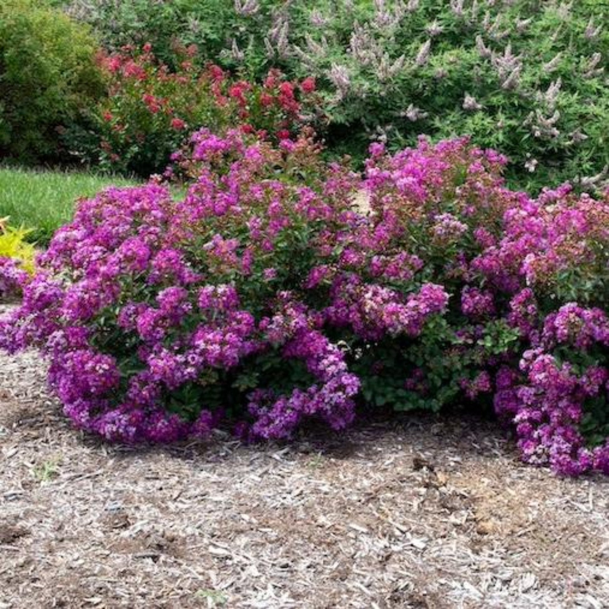 Bellini Grape Crape Myrtle plant with vibrant purple flowers in a dense shrub border on Tampa Home & Garden Store