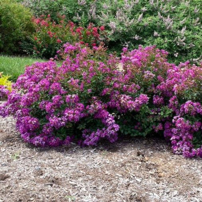 Bellini Grape Crape Myrtle plant with vibrant purple flowers in a dense shrub border on Tampa Home & Garden Store