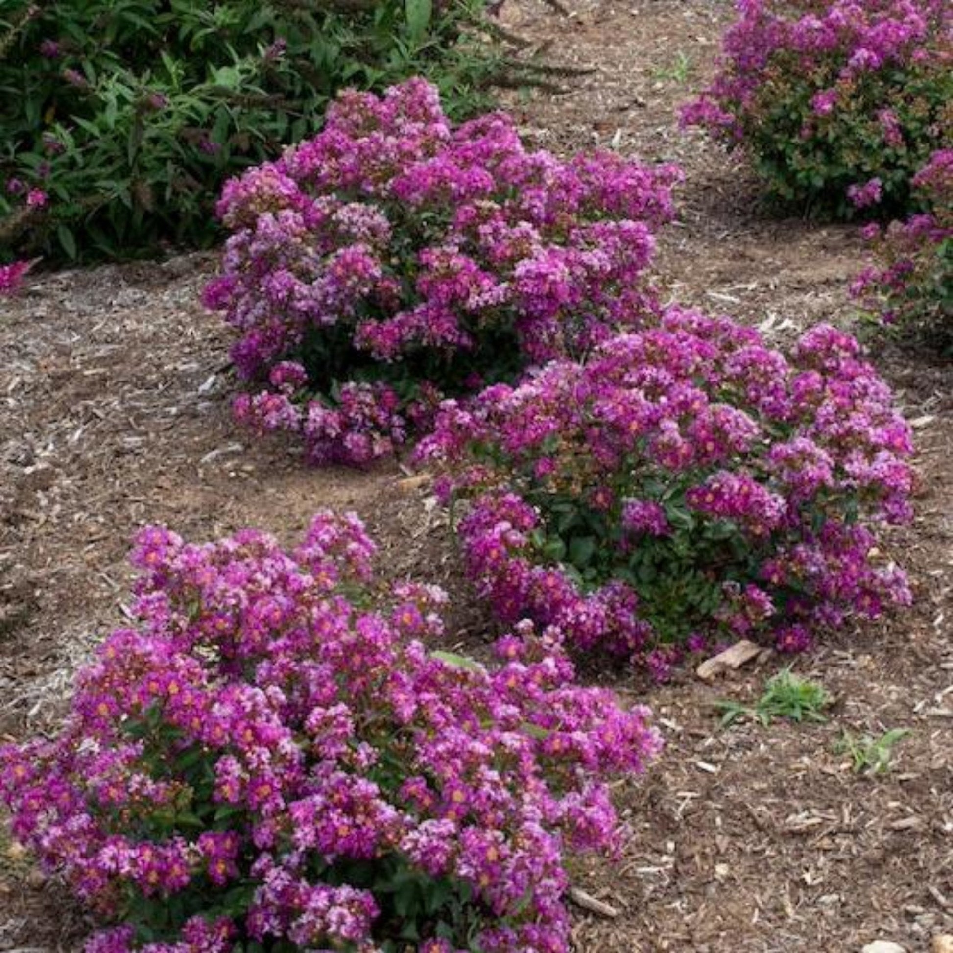 Bellini Grape Crape Myrtle plant with pink blooms, outdoor shrub by Live Good Logistics on Tampa Home & Garden Store