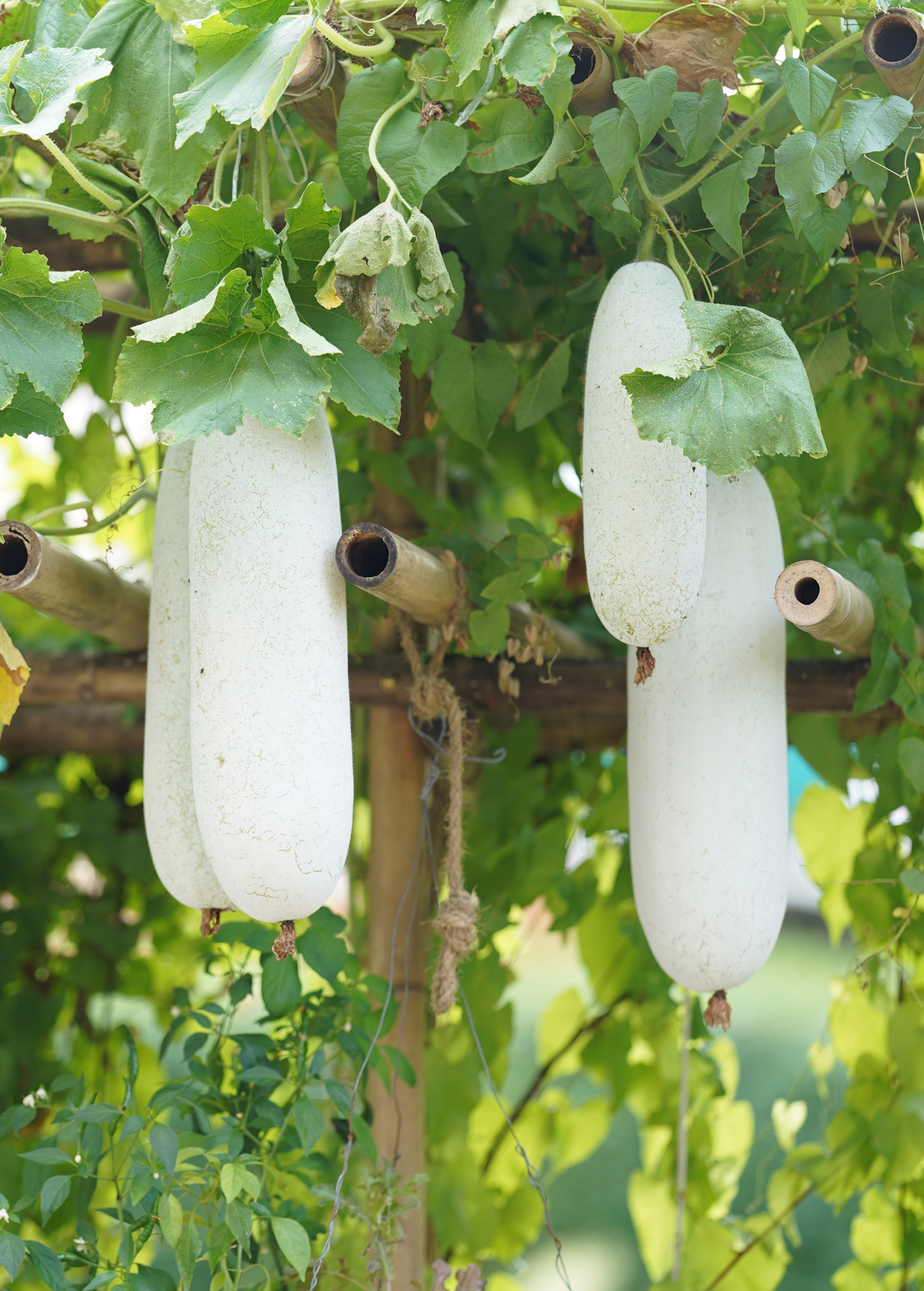 Winter Melon Plant (Benincasa Hispida)
