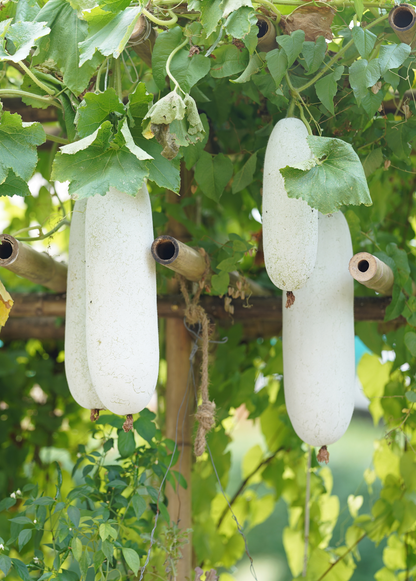 Winter Melon Plant (Benincasa Hispida)