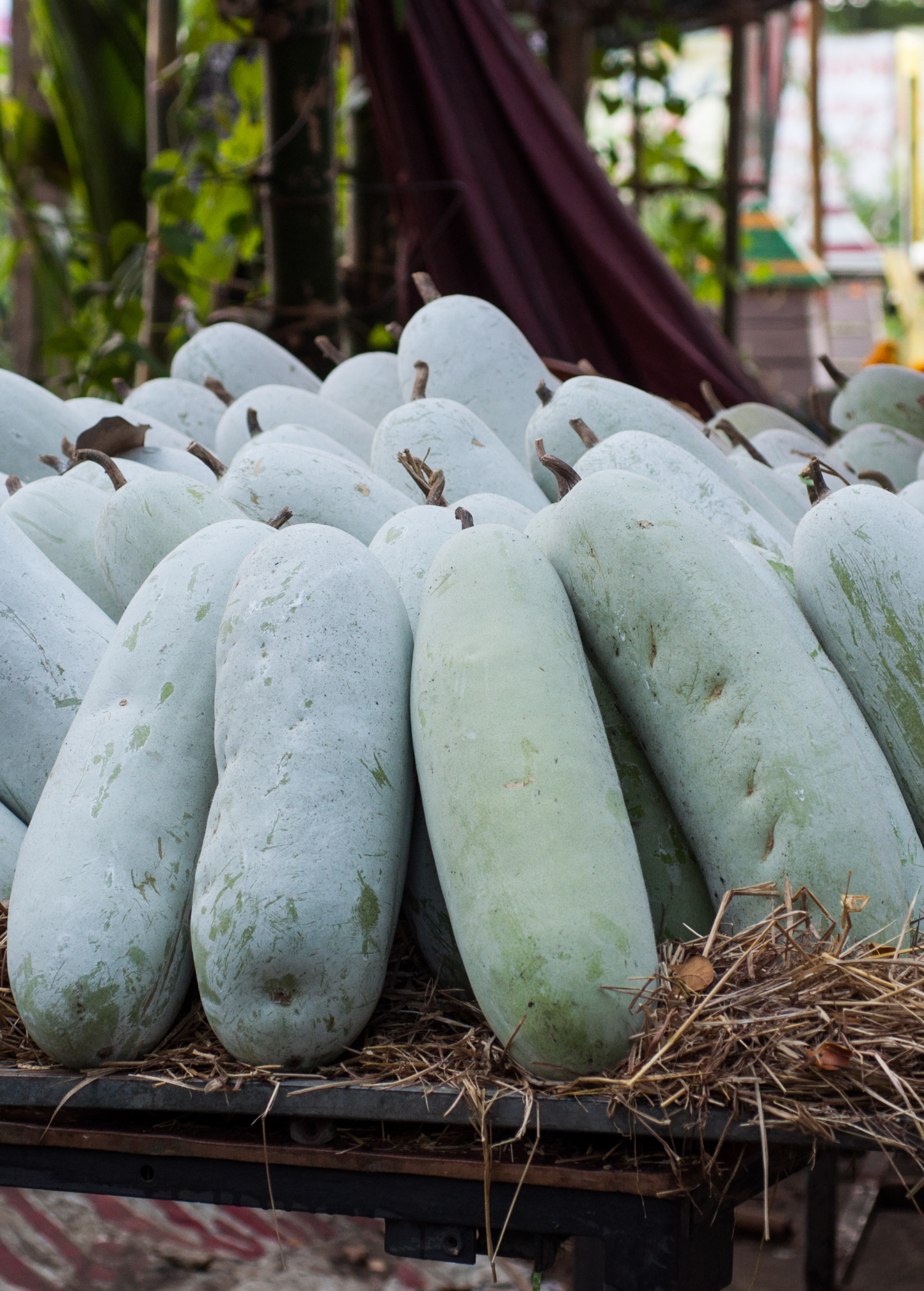 Winter Melon Plant (Benincasa Hispida)
