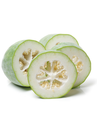 Winter Melon Plant (Benincasa Hispida)