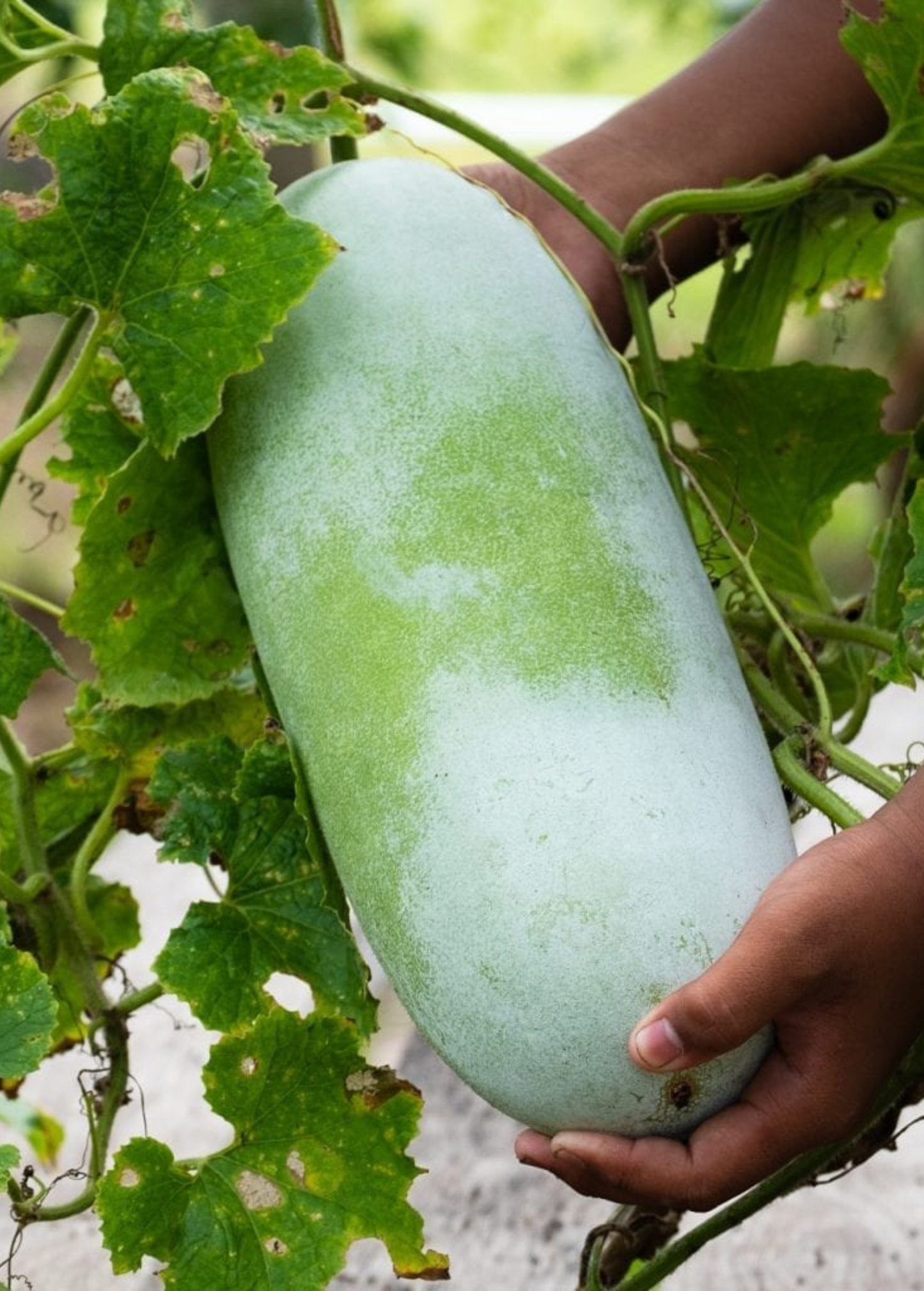Winter Melon Plant (Benincasa Hispida)