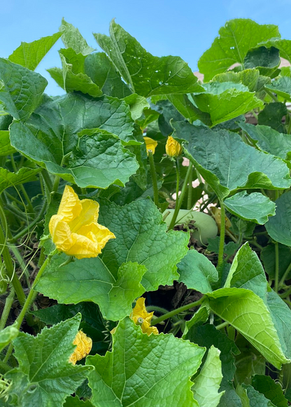 Winter Melon Plant (Benincasa Hispida)