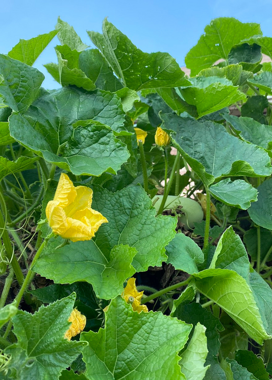 Winter Melon Plant (Benincasa Hispida)