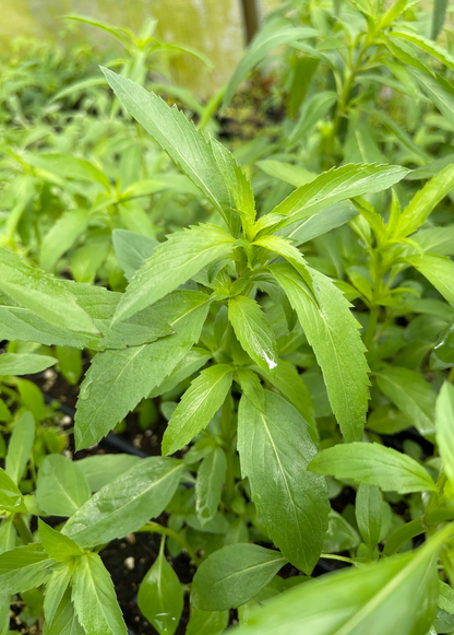 Planta de bergamota 'Lemon' (Monarda citriodora)