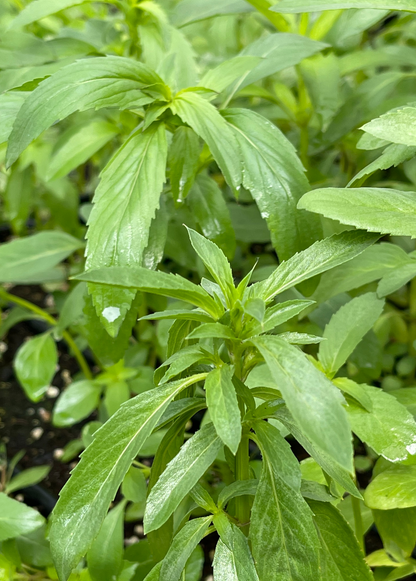 Planta de bergamota 'Lemon' (Monarda citriodora)