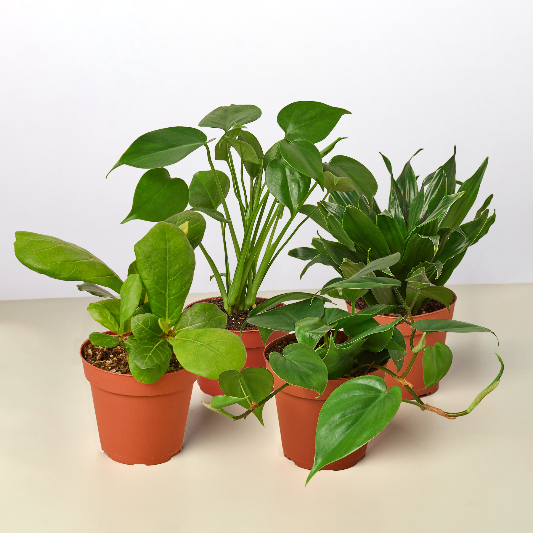 Best Selling Bundle potted houseplants in terracotta pots, Rooted Treasures Farms; 3 plants on Tampa Home & Garden Store