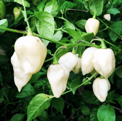 Bhut Jolokia, White Ghost Chili Pepper, World'S Hottest Pepper, Capsicum Chinense  - 10 Seeds - Tampa Home & Garden Store