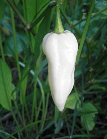 Bhut Jolokia, White Ghost Chili Pepper, World'S Hottest Pepper, Capsicum Chinense  - 10 Seeds - Tampa Home & Garden Store