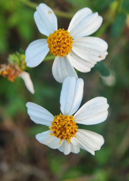 Planta de aguja española (Bidens Alba)