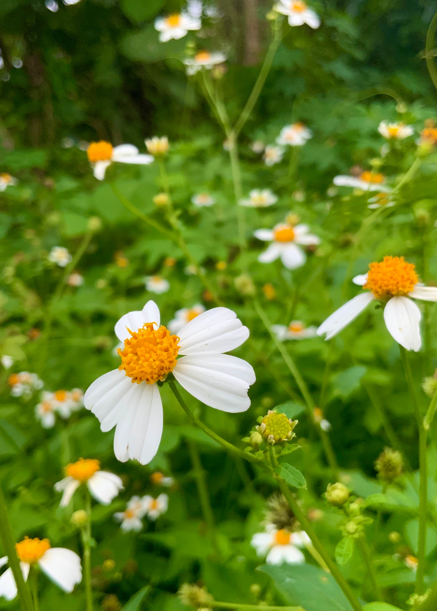 Planta de aguja española (Bidens Alba)