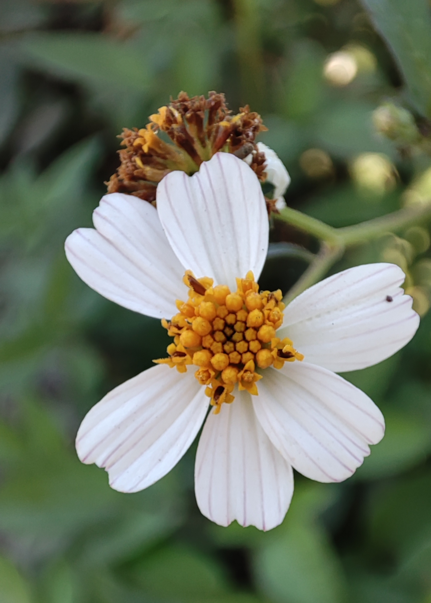 Planta de aguja española (Bidens Alba)
