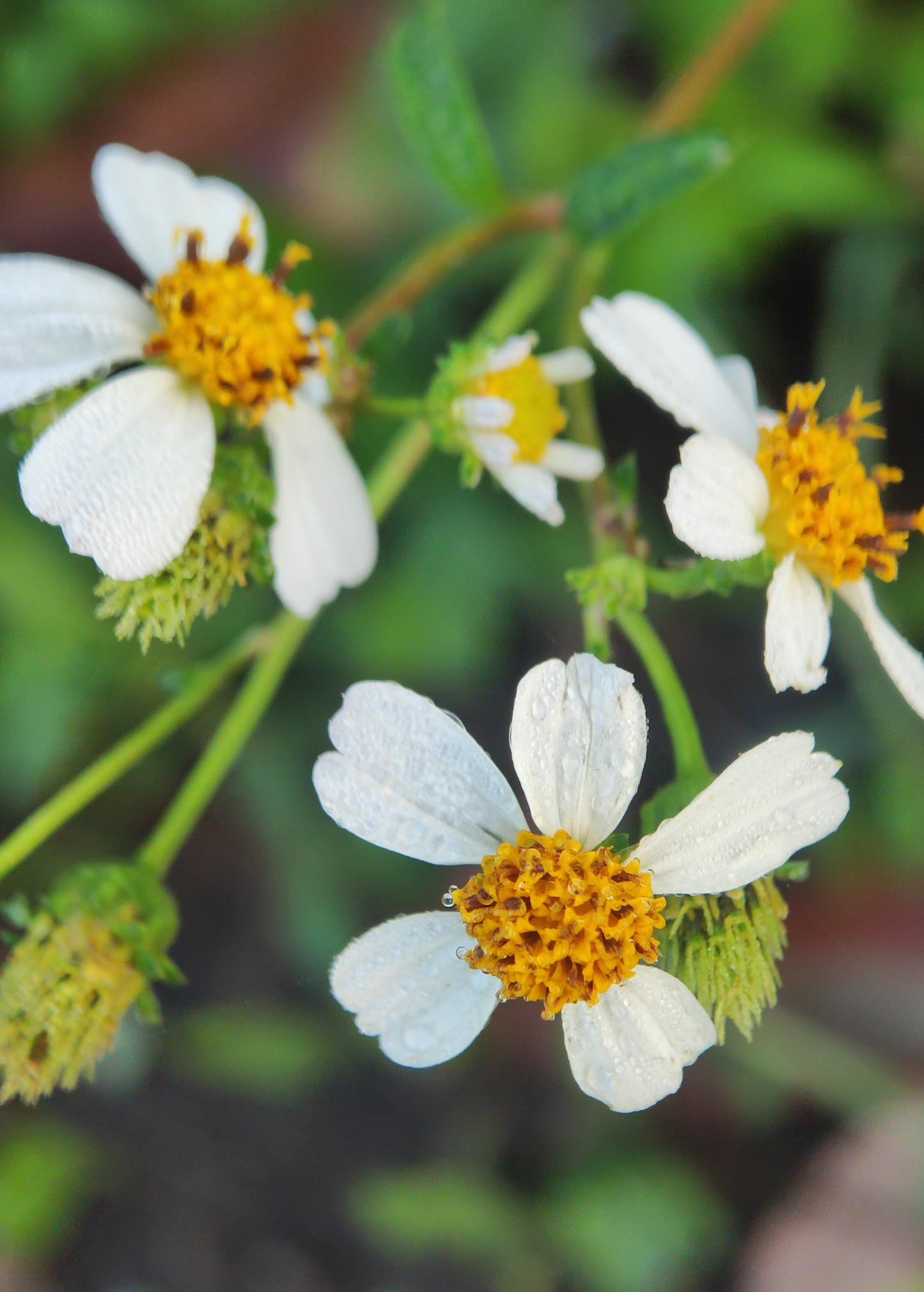 Planta de aguja española (Bidens Alba)
