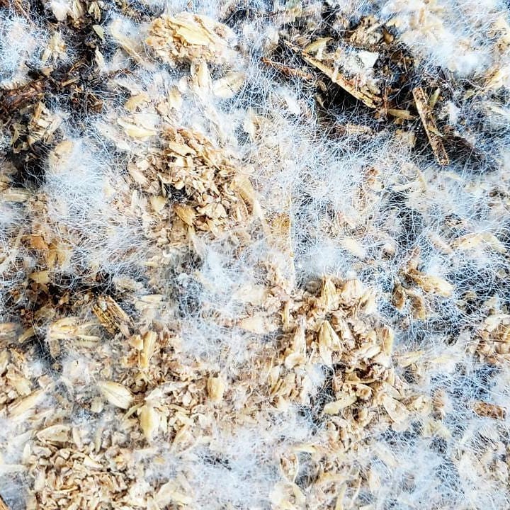 BierKashi Bokashi 5 - 50 lbs | Composting - Tampa Home & Garden Store