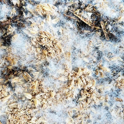 BierKashi Bokashi 5 - 50 lbs | Composting - Tampa Home & Garden Store