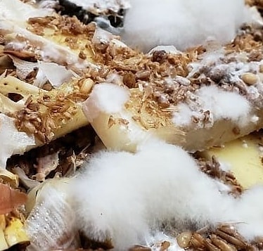 BierKashi Bokashi 5 - 50 lbs | Composting - Tampa Home & Garden Store