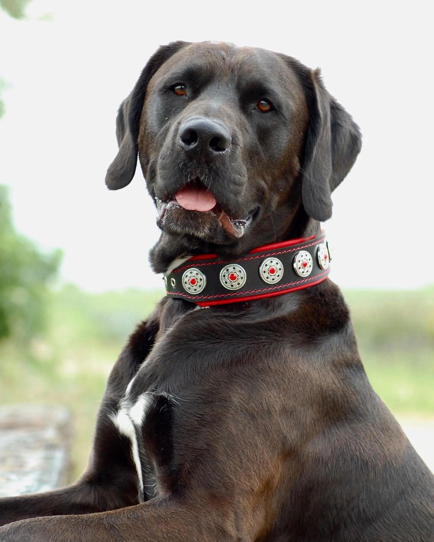 "Bijou" collar black & red - Tampa Home & Garden Store