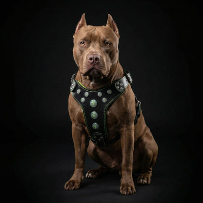 ''Bijou'' harness Black & Green for big dogs - Tampa Home & Garden Store