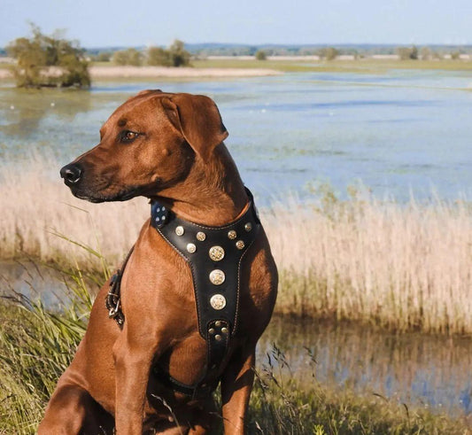 ''Bijou'' harness Black & Orange for big dogs - Tampa Home & Garden Store