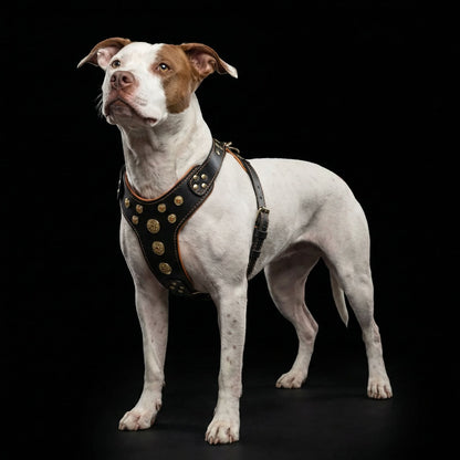 ''Bijou'' harness Black & Orange for big dogs - Tampa Home & Garden Store