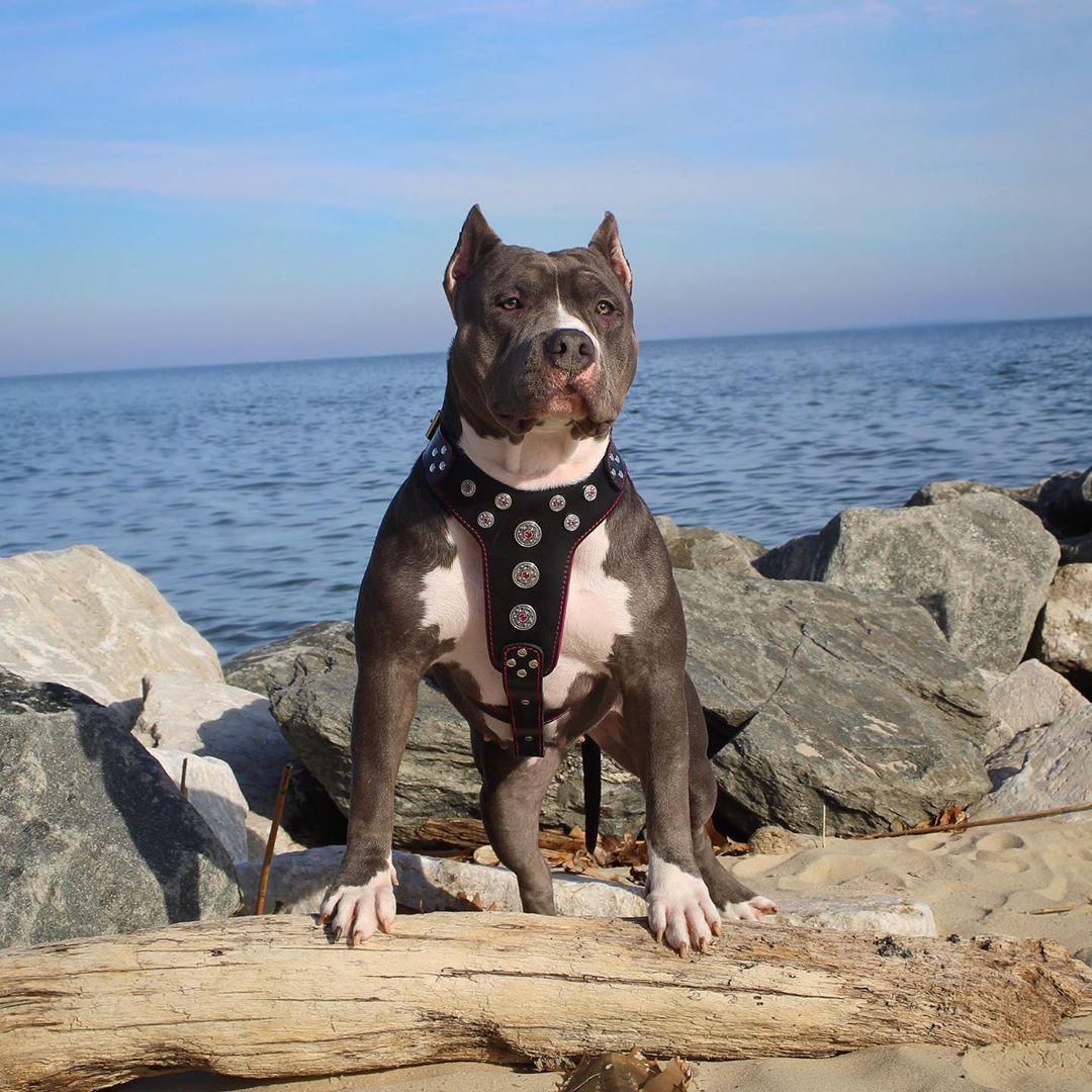 ''Bijou'' harness Black & Red for big dogs - Tampa Home & Garden Store