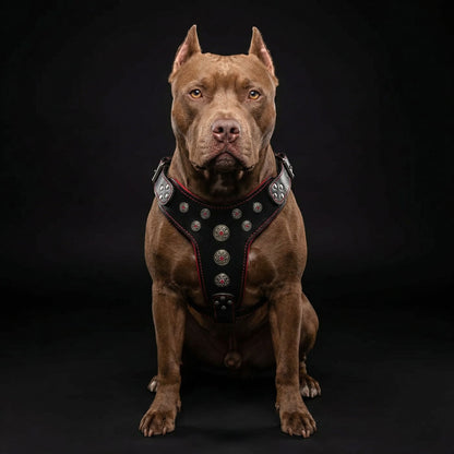 ''Bijou'' harness Black & Red for big dogs - Tampa Home & Garden Store