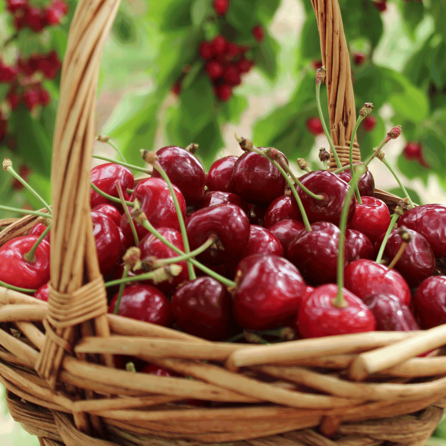 Live Bing Cherry Tree Sweet Fruit Variety