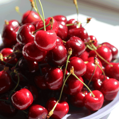 Live Bing Cherry Tree Sweet Fruit Variety