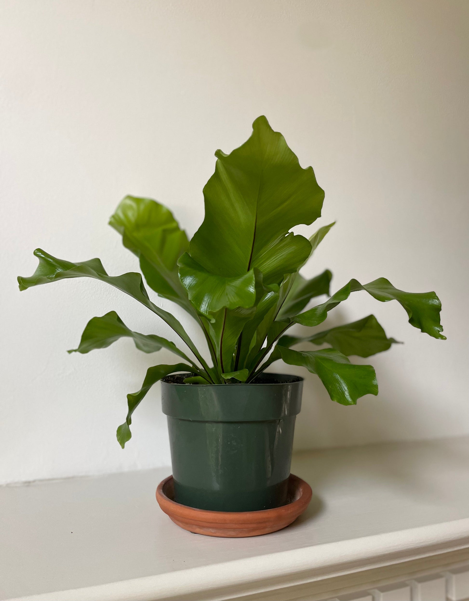 'Bird's Nest' Fern - Tampa Home & Garden Store