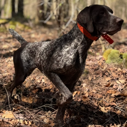 Adapter Kit Hoss Straps orange hunting dog collar on a speckled dog in a forest on Tampa Home & Garden Store